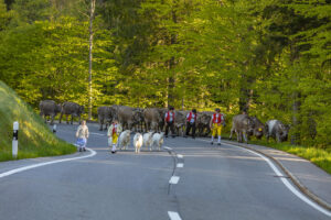 Alp, Alpaufzug, Alpen, Alpfahrt, Alps, Appenzell, Appenzell Ausserrohden, Brauchtum, Frühling, Hundwil, Ostschweiz, Schweiz, Sennen, Spring, Suisse, Switzerland, Tracht, Urnäsch, alps, tradition