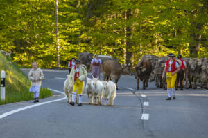 Alp, Alpaufzug, Alpen, Alpfahrt, Alps, Appenzell, Appenzell Ausserrohden, Brauchtum, Frühling, Hundwil, Ostschweiz, Schweiz, Sennen, Spring, Suisse, Switzerland, Tracht, Urnäsch, alps, tradition