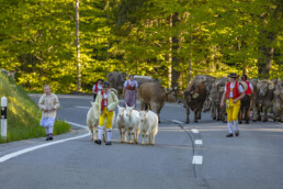 Alp, Alpaufzug, Alpen, Alpfahrt, Alps, Appenzell, Appenzell Ausserrohden, Brauchtum, Frühling, Hundwil, Ostschweiz, Schweiz, Sennen, Spring, Suisse, Switzerland, Tracht, Urnäsch, alps, tradition