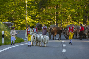 Alp, Alpaufzug, Alpen, Alpfahrt, Alps, Appenzell, Appenzell Ausserrohden, Brauchtum, Frühling, Hundwil, Ostschweiz, Schweiz, Sennen, Spring, Suisse, Switzerland, Tracht, Urnäsch, alps, tradition