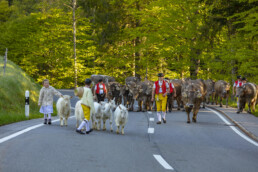 Alp, Alpaufzug, Alpen, Alpfahrt, Alps, Appenzell, Appenzell Ausserrohden, Brauchtum, Frühling, Hundwil, Ostschweiz, Schweiz, Sennen, Spring, Suisse, Switzerland, Tracht, Urnäsch, alps, tradition