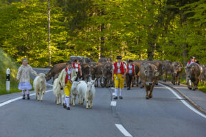 Alp, Alpaufzug, Alpen, Alpfahrt, Alps, Appenzell, Appenzell Ausserrohden, Brauchtum, Frühling, Hundwil, Ostschweiz, Schweiz, Sennen, Spring, Suisse, Switzerland, Tracht, Urnäsch, alps, tradition