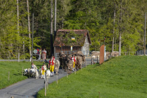 Alp, Alpaufzug, Alpen, Alpfahrt, Alps, Appenzell, Appenzell Ausserrohden, Brauchtum, Frühling, Hundwil, Ostschweiz, Schweiz, Sennen, Spring, Suisse, Switzerland, Tracht, Urnäsch, alps, tradition