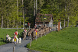 Alp, Alpaufzug, Alpen, Alpfahrt, Alps, Appenzell, Appenzell Ausserrohden, Brauchtum, Frühling, Hundwil, Ostschweiz, Schweiz, Sennen, Spring, Suisse, Switzerland, Tracht, Urnäsch, alps, tradition