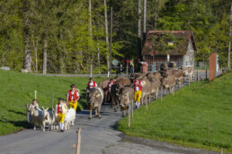 Alp, Alpaufzug, Alpen, Alpfahrt, Alps, Appenzell, Appenzell Ausserrohden, Brauchtum, Frühling, Hundwil, Ostschweiz, Schweiz, Sennen, Spring, Suisse, Switzerland, Tracht, Urnäsch, alps, tradition