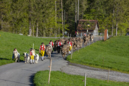 Alp, Alpaufzug, Alpen, Alpfahrt, Alps, Appenzell, Appenzell Ausserrohden, Brauchtum, Frühling, Hundwil, Ostschweiz, Schweiz, Sennen, Spring, Suisse, Switzerland, Tracht, Urnäsch, alps, tradition