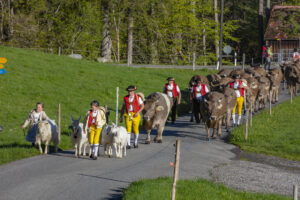 Alp, Alpaufzug, Alpen, Alpfahrt, Alps, Appenzell, Appenzell Ausserrohden, Brauchtum, Frühling, Hundwil, Ostschweiz, Schweiz, Sennen, Spring, Suisse, Switzerland, Tracht, Urnäsch, alps, tradition