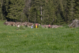 Alp, Alpaufzug, Alpen, Alpfahrt, Alps, Appenzell, Appenzell Ausserrohden, Brauchtum, Frühling, Hundwil, Ostschweiz, Schweiz, Sennen, Spring, Suisse, Switzerland, Tracht, Urnäsch, alps, tradition