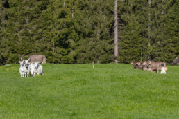 Alp, Alpaufzug, Alpen, Alpfahrt, Alps, Appenzell, Appenzell Ausserrohden, Brauchtum, Frühling, Hundwil, Ostschweiz, Schweiz, Sennen, Spring, Suisse, Switzerland, Tracht, Urnäsch, alps, tradition