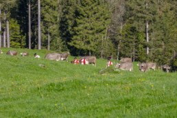 Alp, Alpaufzug, Alpen, Alpfahrt, Alps, Appenzell, Appenzell Ausserrohden, Brauchtum, Frühling, Hundwil, Ostschweiz, Schweiz, Sennen, Spring, Suisse, Switzerland, Tracht, Urnäsch, alps, tradition