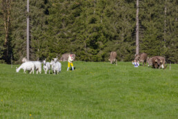 Alp, Alpaufzug, Alpen, Alpfahrt, Alps, Appenzell, Appenzell Ausserrohden, Brauchtum, Frühling, Hundwil, Ostschweiz, Schweiz, Sennen, Spring, Suisse, Switzerland, Tracht, Urnäsch, alps, tradition