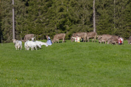 Alp, Alpaufzug, Alpen, Alpfahrt, Alps, Appenzell, Appenzell Ausserrohden, Brauchtum, Frühling, Hundwil, Ostschweiz, Schweiz, Sennen, Spring, Suisse, Switzerland, Tracht, Urnäsch, alps, tradition