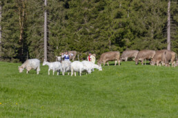 Alp, Alpaufzug, Alpen, Alpfahrt, Alps, Appenzell, Appenzell Ausserrohden, Brauchtum, Frühling, Hundwil, Ostschweiz, Schweiz, Sennen, Spring, Suisse, Switzerland, Tracht, Urnäsch, alps, tradition