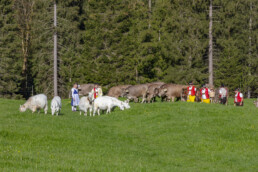 Alp, Alpaufzug, Alpen, Alpfahrt, Alps, Appenzell, Appenzell Ausserrohden, Brauchtum, Frühling, Hundwil, Ostschweiz, Schweiz, Sennen, Spring, Suisse, Switzerland, Tracht, Urnäsch, alps, tradition