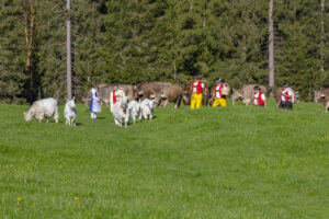 Alp, Alpaufzug, Alpen, Alpfahrt, Alps, Appenzell, Appenzell Ausserrohden, Brauchtum, Frühling, Hundwil, Ostschweiz, Schweiz, Sennen, Spring, Suisse, Switzerland, Tracht, Urnäsch, alps, tradition