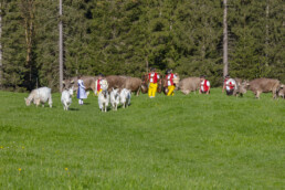 Alp, Alpaufzug, Alpen, Alpfahrt, Alps, Appenzell, Appenzell Ausserrohden, Brauchtum, Frühling, Hundwil, Ostschweiz, Schweiz, Sennen, Spring, Suisse, Switzerland, Tracht, Urnäsch, alps, tradition