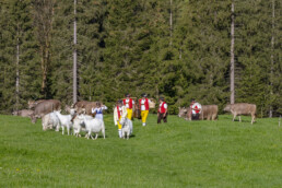 Alp, Alpaufzug, Alpen, Alpfahrt, Alps, Appenzell, Appenzell Ausserrohden, Brauchtum, Frühling, Hundwil, Ostschweiz, Schweiz, Sennen, Spring, Suisse, Switzerland, Tracht, Urnäsch, alps, tradition