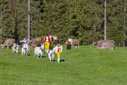 Alp, Alpaufzug, Alpen, Alpfahrt, Alps, Appenzell, Appenzell Ausserrohden, Brauchtum, Frühling, Hundwil, Ostschweiz, Schweiz, Sennen, Spring, Suisse, Switzerland, Tracht, Urnäsch, alps, tradition
