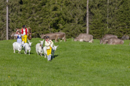 Alp, Alpaufzug, Alpen, Alpfahrt, Alps, Appenzell, Appenzell Ausserrohden, Brauchtum, Frühling, Hundwil, Ostschweiz, Schweiz, Sennen, Spring, Suisse, Switzerland, Tracht, Urnäsch, alps, tradition