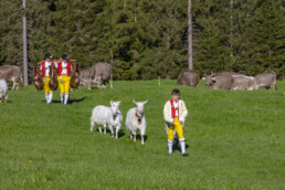 Alp, Alpaufzug, Alpen, Alpfahrt, Alps, Appenzell, Appenzell Ausserrohden, Brauchtum, Frühling, Hundwil, Ostschweiz, Schweiz, Sennen, Spring, Suisse, Switzerland, Tracht, Urnäsch, alps, tradition