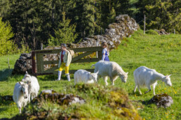 Alp, Alpaufzug, Alpen, Alpfahrt, Alps, Appenzell, Appenzell Ausserrohden, Brauchtum, Frühling, Hundwil, Ostschweiz, Schweiz, Sennen, Spring, Suisse, Switzerland, Tracht, Urnäsch, alps, tradition
