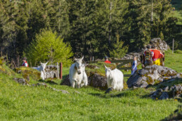 Alp, Alpaufzug, Alpen, Alpfahrt, Alps, Appenzell, Appenzell Ausserrohden, Brauchtum, Frühling, Hundwil, Ostschweiz, Schweiz, Sennen, Spring, Suisse, Switzerland, Tracht, Urnäsch, alps, tradition