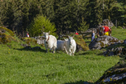 Alp, Alpaufzug, Alpen, Alpfahrt, Alps, Appenzell, Appenzell Ausserrohden, Brauchtum, Frühling, Hundwil, Ostschweiz, Schweiz, Sennen, Spring, Suisse, Switzerland, Tracht, Urnäsch, alps, tradition