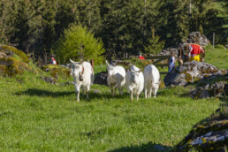 Alp, Alpaufzug, Alpen, Alpfahrt, Alps, Appenzell, Appenzell Ausserrohden, Brauchtum, Frühling, Hundwil, Ostschweiz, Schweiz, Sennen, Spring, Suisse, Switzerland, Tracht, Urnäsch, alps, tradition
