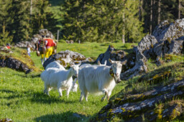 Alp, Alpaufzug, Alpen, Alpfahrt, Alps, Appenzell, Appenzell Ausserrohden, Brauchtum, Frühling, Hundwil, Ostschweiz, Schweiz, Sennen, Spring, Suisse, Switzerland, Tracht, Urnäsch, alps, tradition