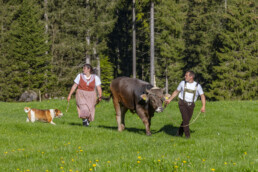 Alp, Alpaufzug, Alpen, Alpfahrt, Alps, Appenzell, Appenzell Ausserrohden, Brauchtum, Frühling, Hundwil, Ostschweiz, Schweiz, Sennen, Spring, Suisse, Switzerland, Tracht, Urnäsch, alps, tradition