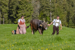 Alp, Alpaufzug, Alpen, Alpfahrt, Alps, Appenzell, Appenzell Ausserrohden, Brauchtum, Frühling, Hundwil, Ostschweiz, Schweiz, Sennen, Spring, Suisse, Switzerland, Tracht, Urnäsch, alps, tradition