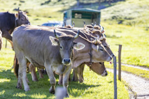 Alp, Alpaufzug, Alpen, Alpfahrt, Alps, Appenzell, Appenzell Ausserrohden, Brauchtum, Frühling, Hundwil, Ostschweiz, Schweiz, Sennen, Spring, Suisse, Switzerland, Tracht, Urnäsch, alps, tradition