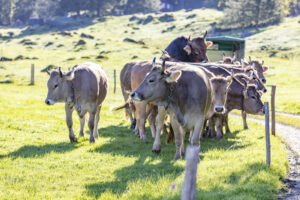 Alp, Alpaufzug, Alpen, Alpfahrt, Alps, Appenzell, Appenzell Ausserrohden, Brauchtum, Frühling, Hundwil, Ostschweiz, Schweiz, Sennen, Spring, Suisse, Switzerland, Tracht, Urnäsch, alps, tradition