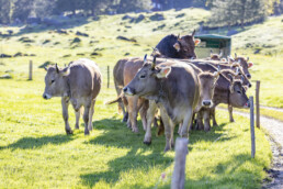 Alp, Alpaufzug, Alpen, Alpfahrt, Alps, Appenzell, Appenzell Ausserrohden, Brauchtum, Frühling, Hundwil, Ostschweiz, Schweiz, Sennen, Spring, Suisse, Switzerland, Tracht, Urnäsch, alps, tradition