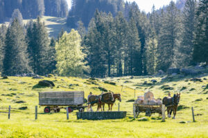 Alp, Alpaufzug, Alpen, Alpfahrt, Alps, Appenzell, Appenzell Ausserrohden, Brauchtum, Frühling, Hundwil, Ostschweiz, Schweiz, Sennen, Spring, Suisse, Switzerland, Tracht, Urnäsch, alps, tradition