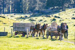 Alp, Alpaufzug, Alpen, Alpfahrt, Alps, Appenzell, Appenzell Ausserrohden, Brauchtum, Frühling, Hundwil, Ostschweiz, Schweiz, Sennen, Spring, Suisse, Switzerland, Tracht, Urnäsch, alps, tradition