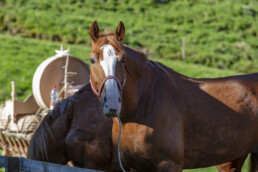 Alp, Alpaufzug, Alpen, Alpfahrt, Alps, Appenzell, Appenzell Ausserrohden, Brauchtum, Frühling, Hundwil, Ostschweiz, Schweiz, Sennen, Spring, Suisse, Switzerland, Tracht, Urnäsch, alps, tradition