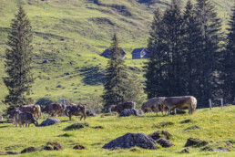 Alp, Alpaufzug, Alpen, Alpfahrt, Alps, Appenzell, Appenzell Ausserrohden, Brauchtum, Frühling, Hundwil, Ostschweiz, Schweiz, Sennen, Spring, Suisse, Switzerland, Tracht, Urnäsch, alps, tradition