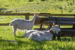 Alp, Alpaufzug, Alpen, Alpfahrt, Alps, Appenzell, Appenzell Ausserrohden, Brauchtum, Frühling, Hundwil, Ostschweiz, Schweiz, Sennen, Spring, Suisse, Switzerland, Tracht, Urnäsch, alps, tradition