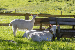 Alp, Alpaufzug, Alpen, Alpfahrt, Alps, Appenzell, Appenzell Ausserrohden, Brauchtum, Frühling, Hundwil, Ostschweiz, Schweiz, Sennen, Spring, Suisse, Switzerland, Tracht, Urnäsch, alps, tradition
