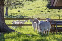 Alp, Alpaufzug, Alpen, Alpfahrt, Alps, Appenzell, Appenzell Ausserrohden, Brauchtum, Frühling, Hundwil, Ostschweiz, Schweiz, Sennen, Spring, Suisse, Switzerland, Tracht, Urnäsch, alps, tradition