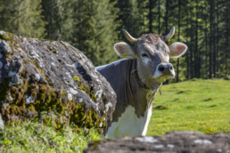 Alp, Alpaufzug, Alpen, Alpfahrt, Alps, Appenzell, Appenzell Ausserrohden, Brauchtum, Frühling, Hundwil, Ostschweiz, Schweiz, Sennen, Spring, Suisse, Switzerland, Tracht, Urnäsch, alps, tradition
