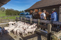 Alp, Alpaufzug, Alpen, Alpfahrt, Alps, Appenzell, Appenzell Ausserrohden, Brauchtum, Frühling, Hundwil, Ostschweiz, Schweiz, Sennen, Spring, Suisse, Switzerland, Tracht, Urnäsch, alps, tradition