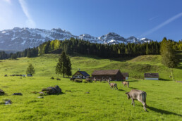 Alp, Alpaufzug, Alpen, Alpfahrt, Alps, Appenzell, Appenzell Ausserrohden, Brauchtum, Frühling, Haus, Hundwil, Hütte, Ostschweiz, Schweiz, Sennen, Spring, Suisse, Switzerland, Säntis, Tracht, Urnäsch, alps, tradition