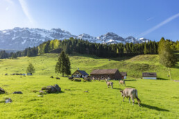 Alp, Alpaufzug, Alpen, Alpfahrt, Alps, Appenzell, Appenzell Ausserrohden, Brauchtum, Frühling, Haus, Hundwil, Hütte, Ostschweiz, Schweiz, Sennen, Spring, Suisse, Switzerland, Säntis, Tracht, Urnäsch, alps, tradition