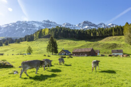 Alp, Alpaufzug, Alpen, Alpfahrt, Alps, Appenzell, Appenzell Ausserrohden, Brauchtum, Frühling, Haus, Hundwil, Hütte, Ostschweiz, Schweiz, Sennen, Spring, Suisse, Switzerland, Säntis, Tracht, Urnäsch, alps, tradition
