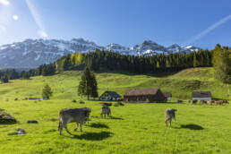 Alp, Alpaufzug, Alpen, Alpfahrt, Alps, Appenzell, Appenzell Ausserrohden, Brauchtum, Frühling, Haus, Hundwil, Hütte, Ostschweiz, Schweiz, Sennen, Spring, Suisse, Switzerland, Säntis, Tracht, Urnäsch, alps, tradition