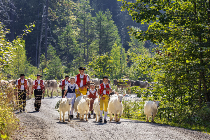 Alp, Alpabfahrt, Alpen, Alpfahrt, Alps, Appenzell, Appenzell Ausserrohden, Autumn, Fall, Herbst, Kühe, Ostschweiz, Schweiz, Sennen, Suisse, Switzerland, Tracht, Urnaesch, tradition, Öberefahre