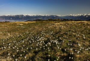 Appenzell, Frühling, Gais, Schweiz, Spring, Suisse, Switzerland