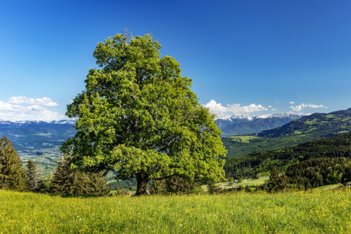 Appenzell Ausserrohden, Baum, Gais, Ostschweiz, Schweiz, Suisse, Switzerland